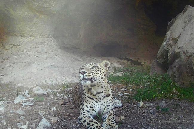 Persian leopard (Panthera pardus tulliana) in Kopetdag mountains of Turkmenistan. (c) MoEP Turkmenistan