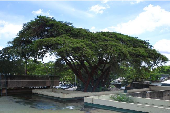 tree