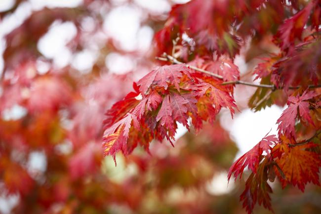 Autumn 1- MinamataCOP5 - 1Nov2023 – Photo.jpg