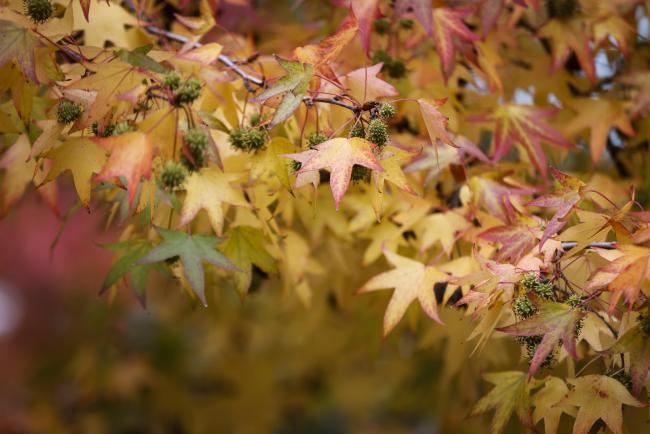 Autumn 2- MinamataCOP5 - 1Nov2023 – Photo.jpg