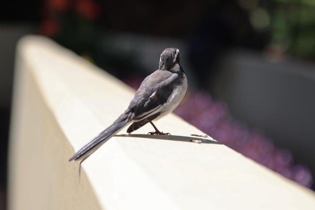 Bird 