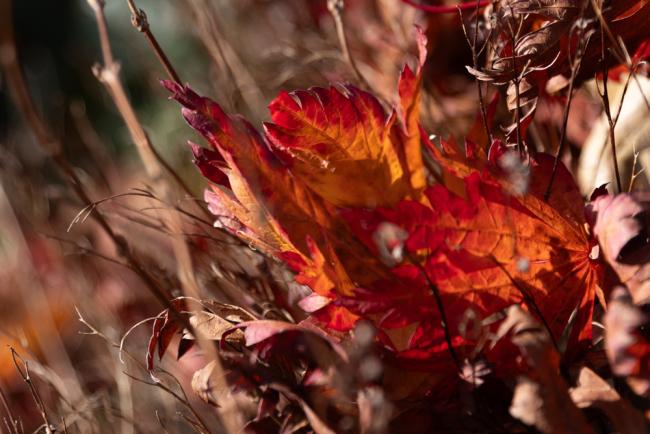 Autumn leaves