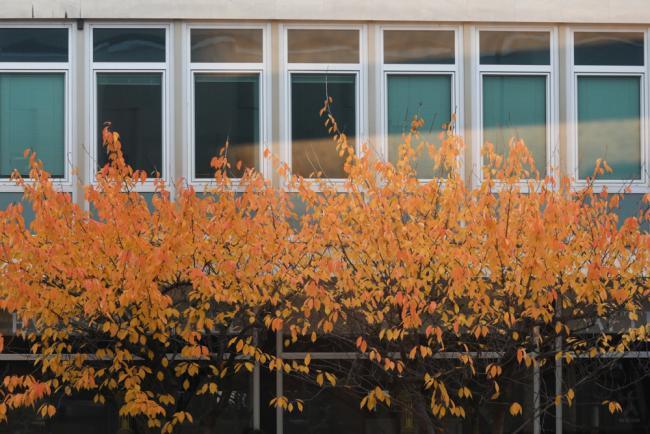 Autumn leaves