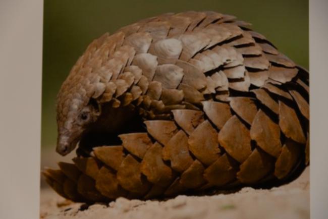 Pangolin