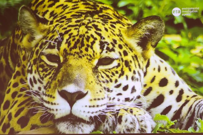 Jaguar