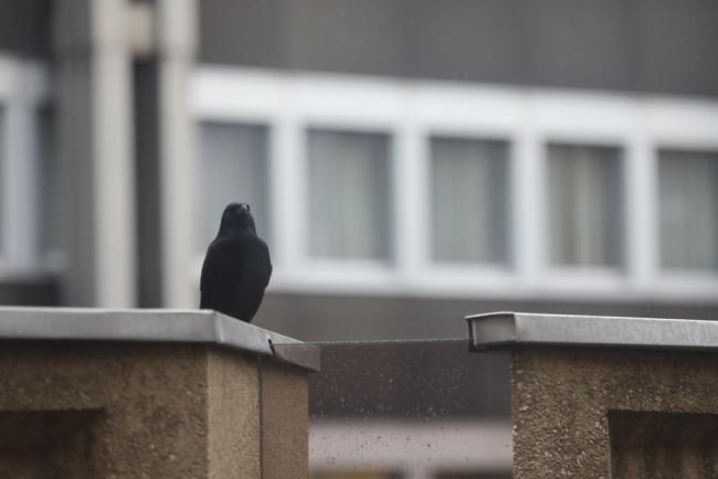 Crow 