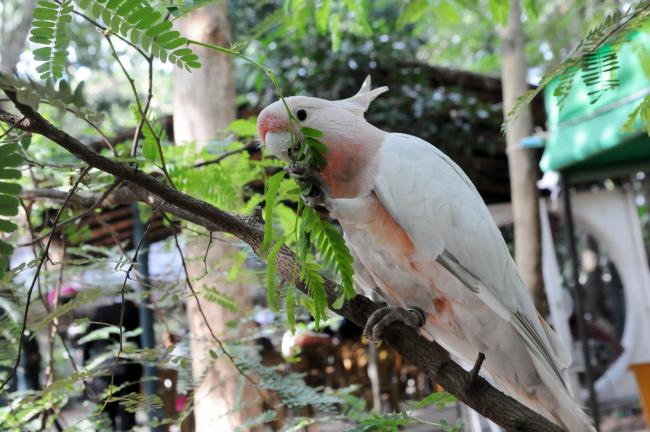 Parrot