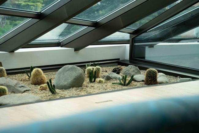 Cactus garden at the venue