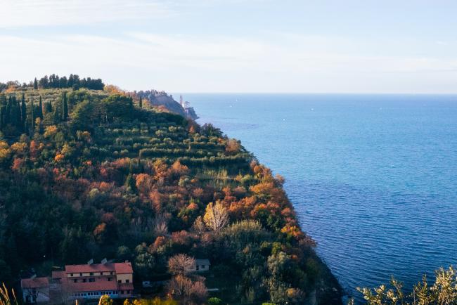 View over olive groves and the Mediterranean Sea to the north of Portorož