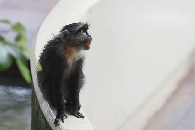 Monkey 