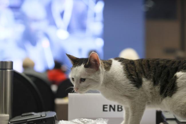 A cat on ENB's desk 