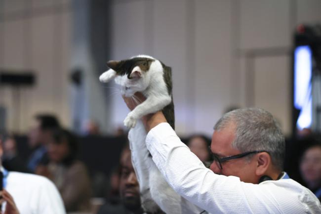Delegates were joined by the famous cats of Istanbul 