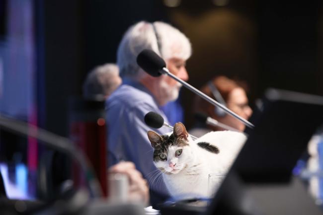 cat