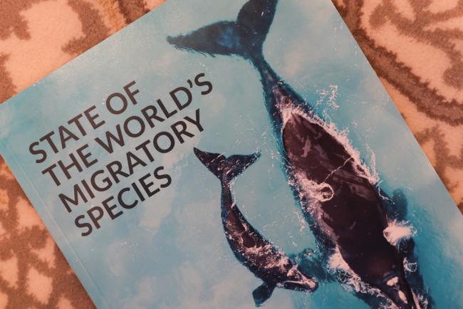 State of the World's Migratory Species