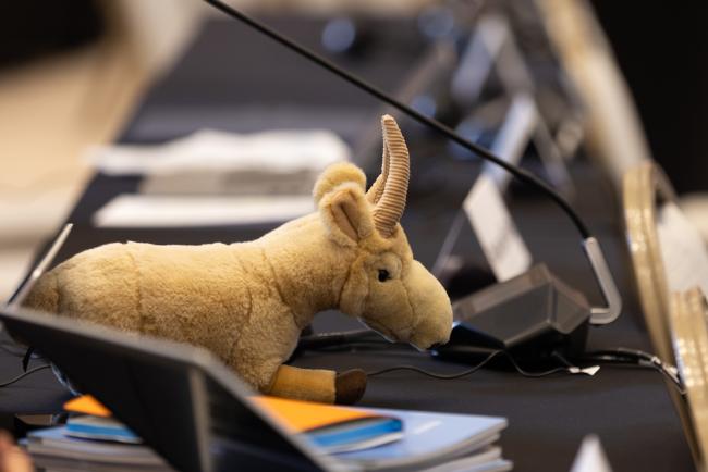 Antelope on table