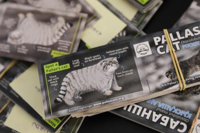 Pallas cat