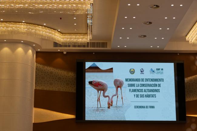 Flamingo MOU