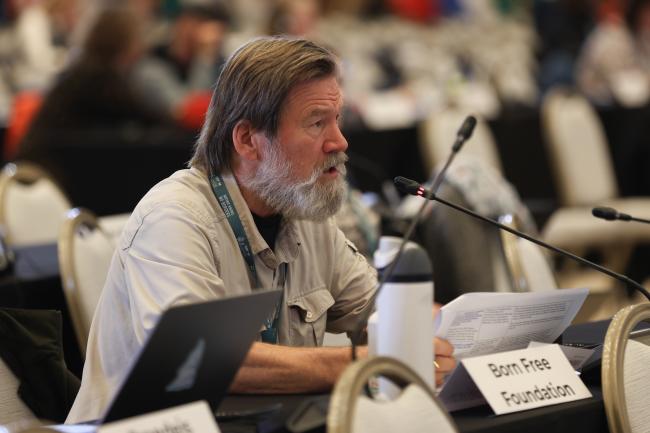 Ian Redmond, Born Free Foundation
