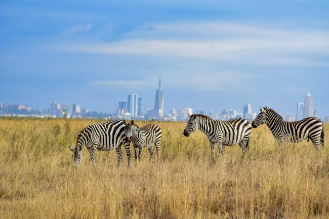 Nairobi zebras