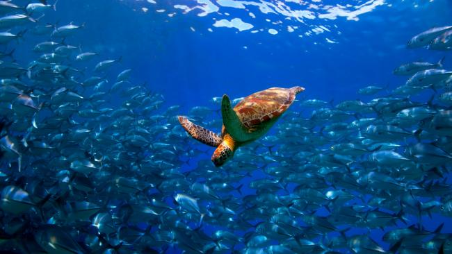 Sea turtle and fishes