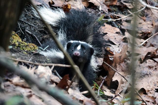 Skunk