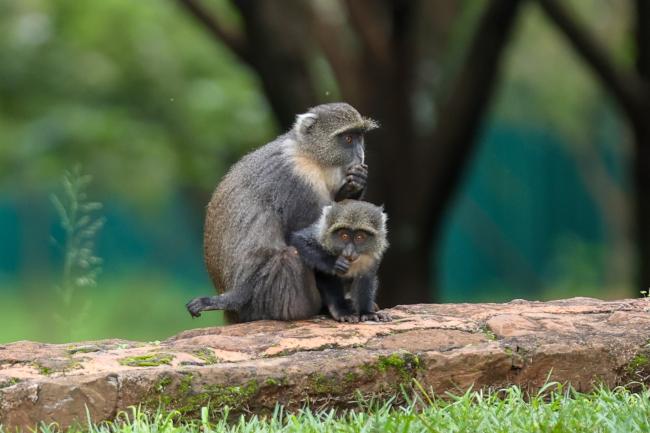 Monkeys