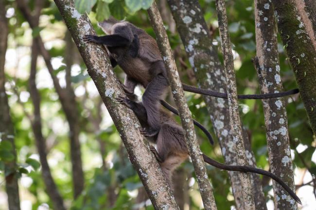 Monkeys