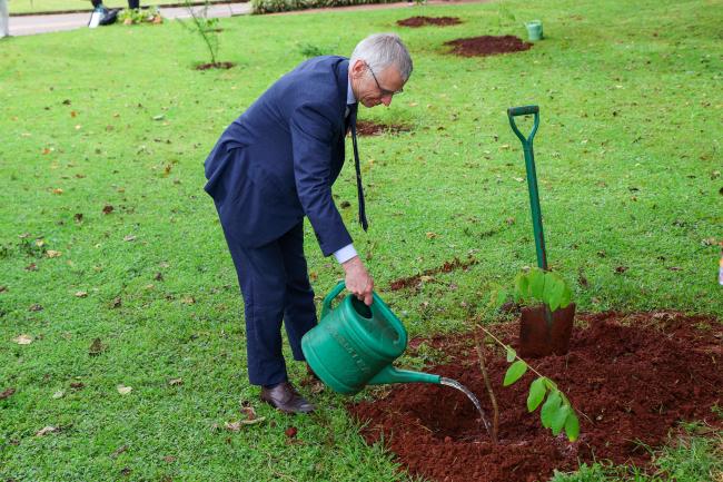 Tree Planting
