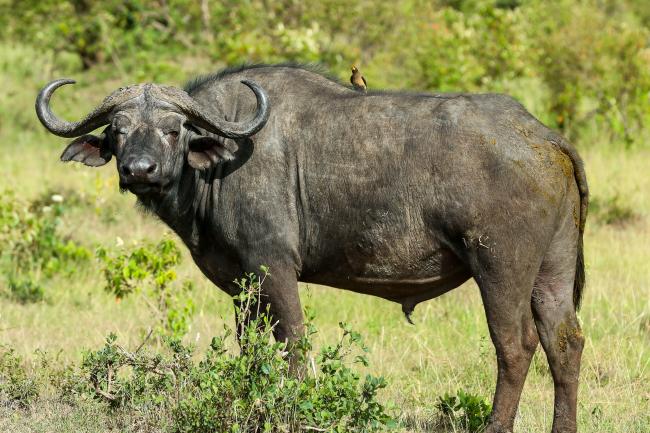 Biodiversity in the Masai Mara