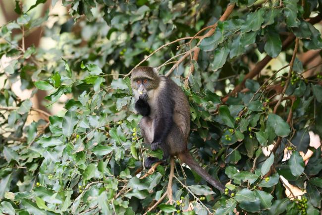 Monkeys