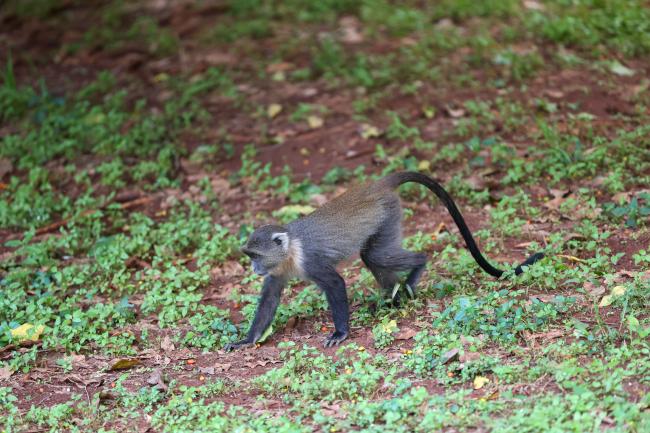 Monkeys