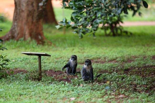 Monkeys