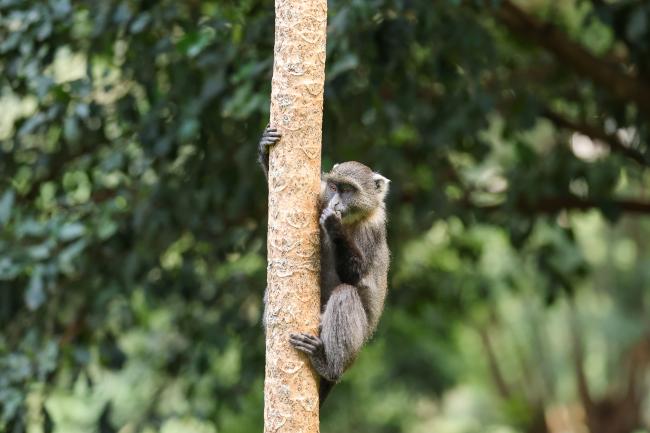 Monkey