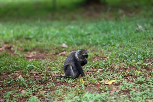 Monkeys