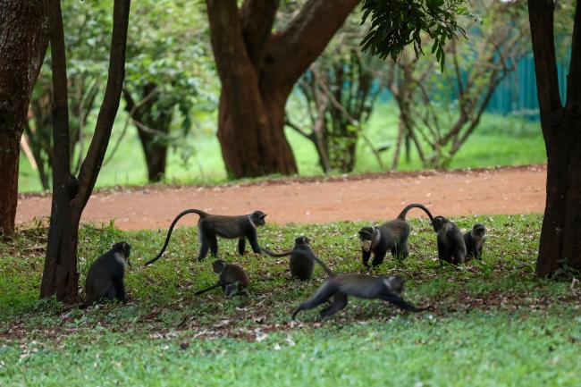 Monkeys