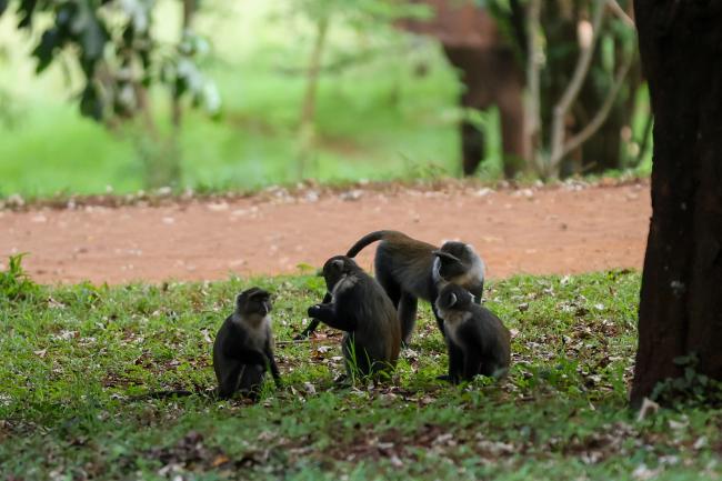 Monkeys