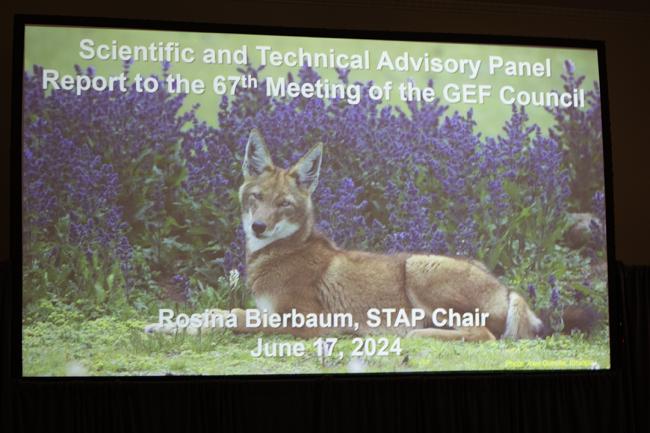 STAP Report to the 67 Meeting - GEF67 - 17June2024