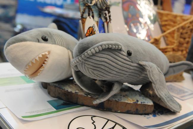 Whale and shark