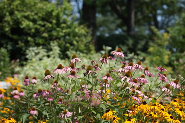 UN gardens
