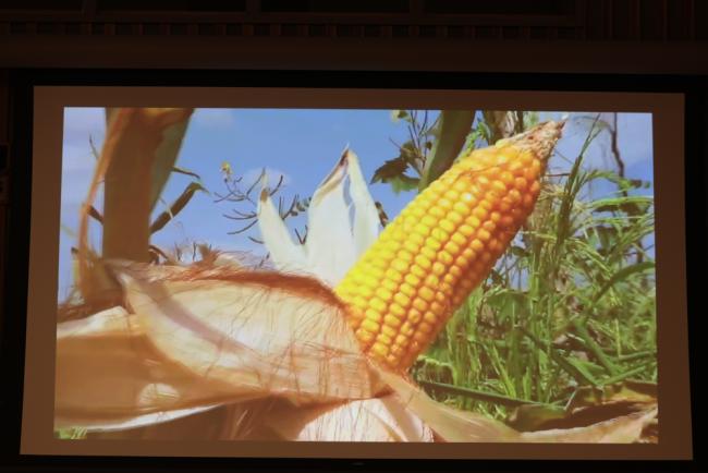 Congo's VNR report focuses on the importance of achieving food security