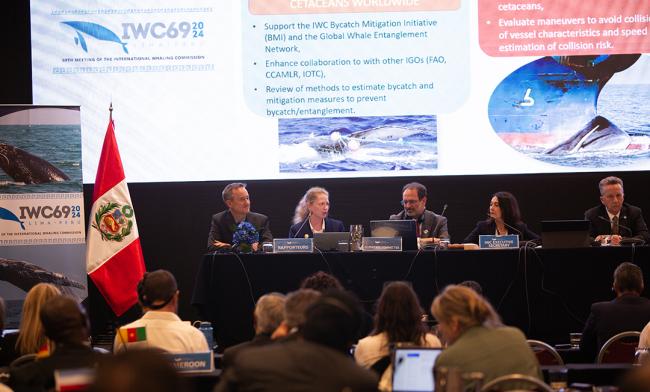 WC Scientific Committee Chair Alex Zerbini, Brazil. SC Vice-Chair Lindsay Porter, UK.- IWC69-23sep2024
