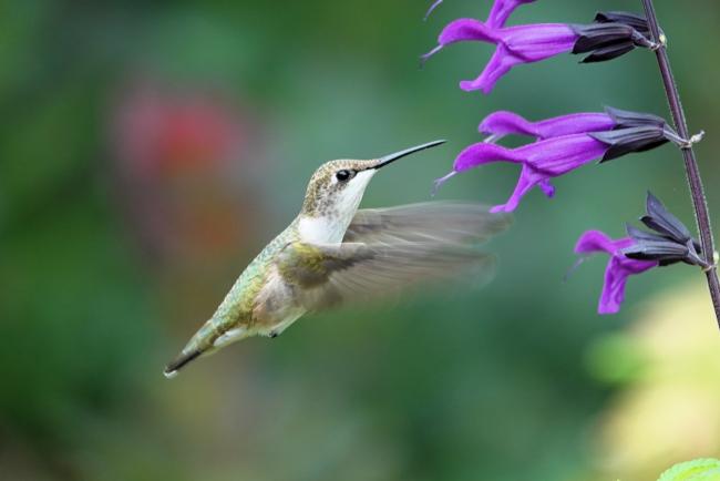 Hummingbird