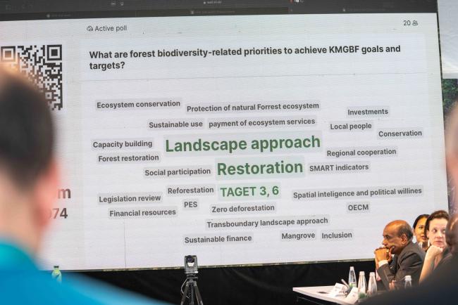 select images3 - FERI forests-23oct24-photo