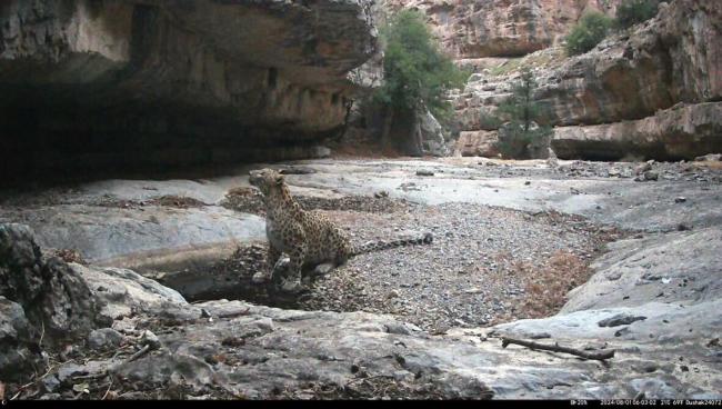 Persian leopard