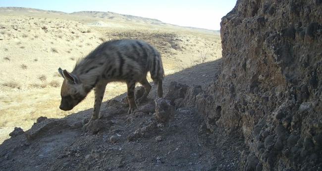 Striped hyena