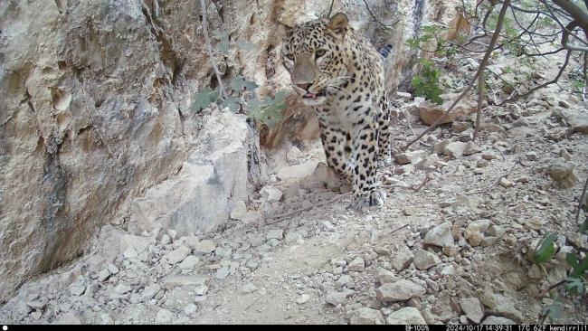 Persian leopard in Turkmenistan