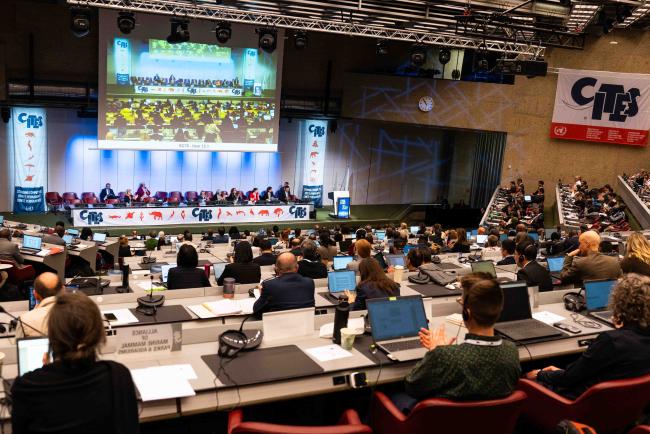 PLENARY - CITES_SC78_3feb2025-photo