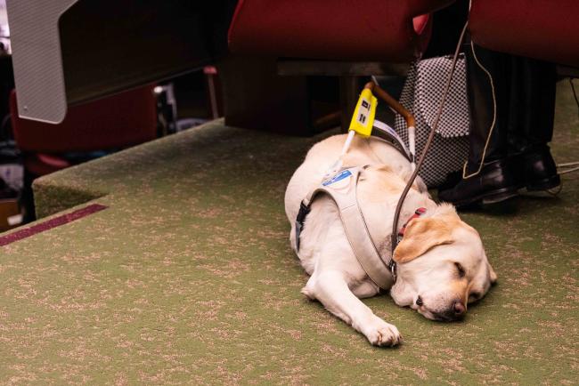 Plenary dog - CITES_SC78_6feb2025-photo