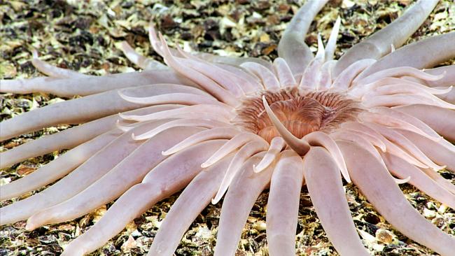 Burrowing Anemone- ISA30-1 -25March2025