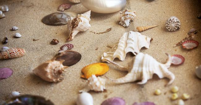 Shells - ISA30-1 -18March2025